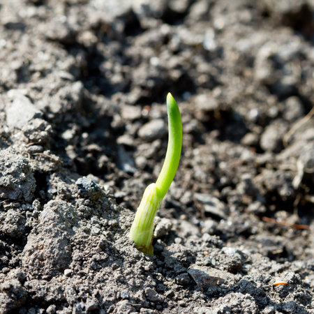 Tender young Onion shoot breaking through the soil.