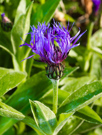 Vibrant blue and purple cornflower just starting to open in morning sun.の写真素材