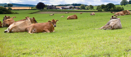 jersey calfs lying down in countryside meadow.の写真素材