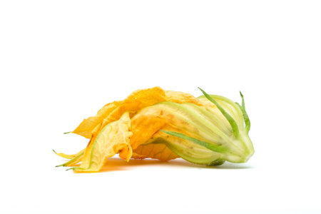 Single Courgette bloom from low perspective isolated on white.の写真素材