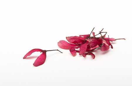japanese acer seeds from low perspective on white background.の写真素材