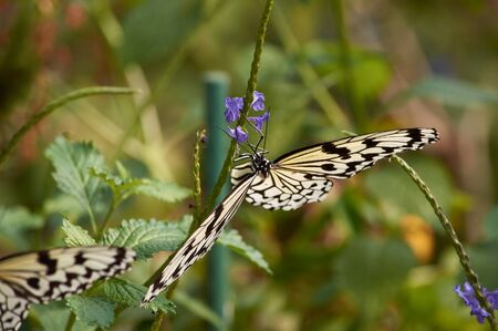 Rice Paper Butterfly (Idea leuconoe) or Paper Kite Butterfly in its habitat in Okinawa, Japanの写真素材