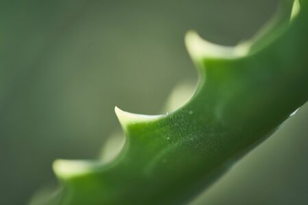 Closeup macro cactus details nature stock photoの写真素材