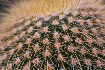 Closeup macro cactus details nature stock photoの写真素材