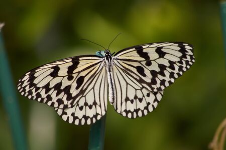 Rice Paper Butterfly (Idea leuconoe) or Paper Kite Butterfly in its habitat in Okinawa, Japanの写真素材
