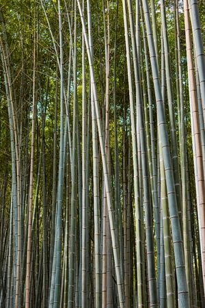 Scenic Arashiyama Bamboo forest, popular tourist destination in Kyoto, Japanの写真素材