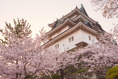 Wakayama castle during cherry-blossom Sakura season in Wakayama, Japanのeditorial素材