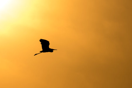 Silhouette of an egret flying against the bright sunset sky