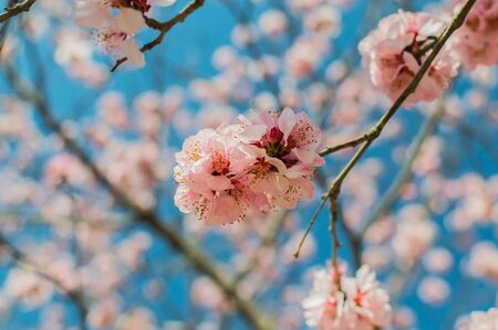 Cherry blossoms during the springtime blooming season in Japanの写真素材