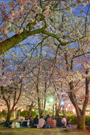 Wakayama / Japan - March 29, 2018: People picnicking under blooming cherry blossom trees and enjoying in night viewing of Sakura (Yozakura) in Wakayama castle park in Wakayama, Japanのeditorial素材
