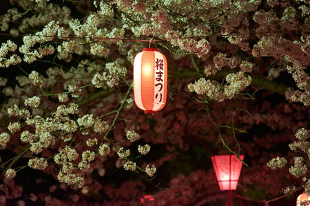Decorative festival lanterns hung in Wakayama castle park for night viewing of Sakura (yozakura),...