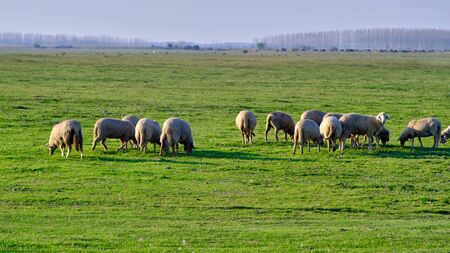 Flock of sheep grazing on a beautiful green meadow in Kovilj, Serbiaの写真素材