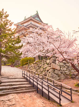 Wakayama castle during cherry-blossom Sakura season in Wakayama, Japanのeditorial素材