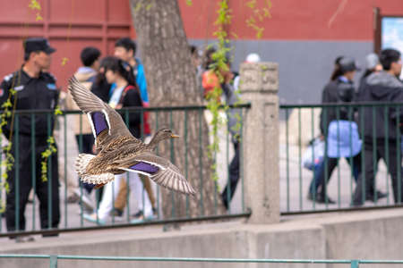 Beijing / China - April 2, 2016: Female Mallard duck flying at Beihai lake, Beihai park in central Beijing, Chinaのeditorial素材