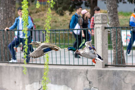 Beijing / China - April 2, 2016: A pair of male and female Mallard ducks flying at Beihai lake, Beihai park in central Beijing, Chinaのeditorial素材