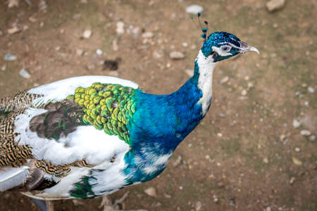 Exotic male Indian peafowl (Pavo cristatus) peacock native to the Indian subcontinentの写真素材