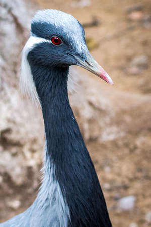 Demoiselle crane (Grus virgo) in bird sanctuary in Islamabad, Pakistanの写真素材