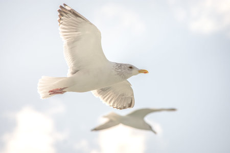 Beautiful wild seagulls flying in the blue sky