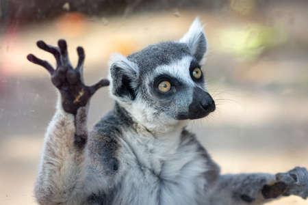 The ring-tailed lemur Lemur catta in Beijing Zooの写真素材