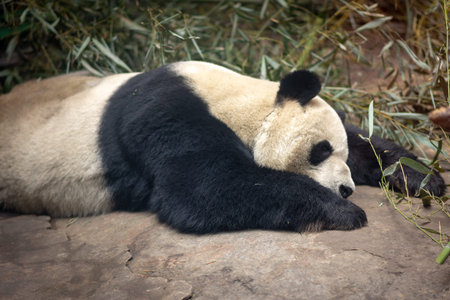 Cute Giant panda sleeping at Beijing Zoo, Chinaの写真素材
