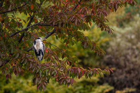 A beautiful cocoi heron perched on a treeの写真素材