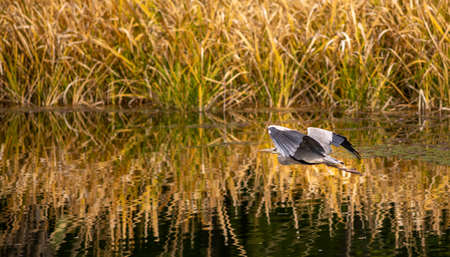 A Shallow focus of a gray heron flying over lakeの写真素材