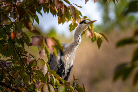 A beautiful cocoi heron perched on a treeの写真素材