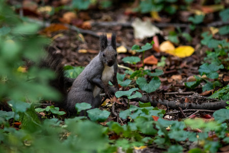 A cute fluffy squirrel looking for nuts in the forestの写真素材