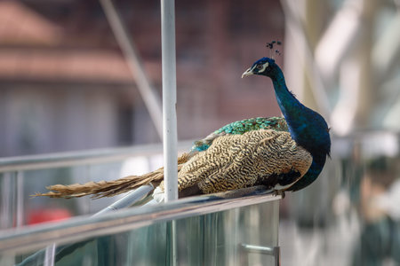 Peacock resting on a glass railing with blurred background