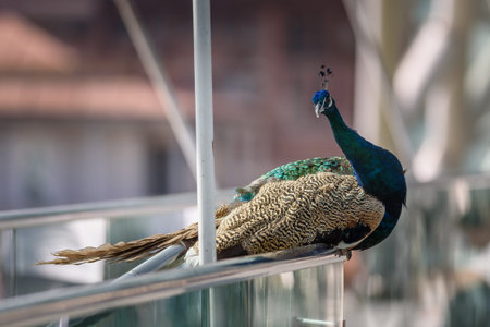 Peacock resting on a glass railing with blurred background