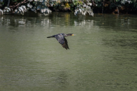 A cormorant bird flying over a calm lake with trees in the background.