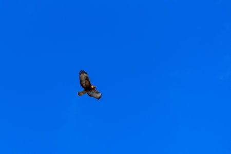 A lone hawk soaring in a clear blue sky.の写真素材