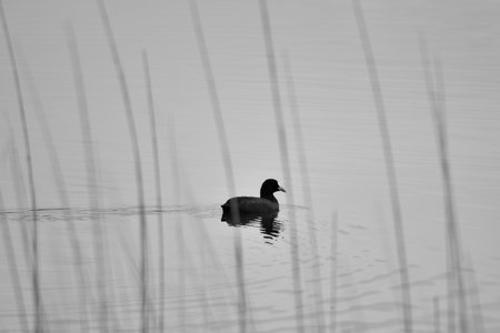 Black and white photo of a duck swimming in calm water with reeds.の写真素材