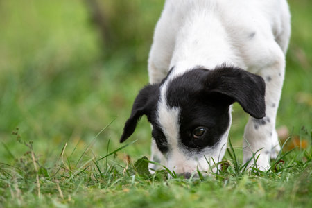 A black and white puppy sniffing grass in a green field.の写真素材