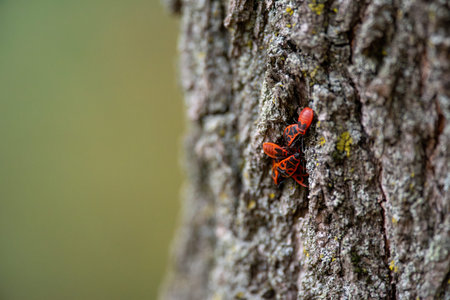 The Firebugs, Pyrrhocoris apterus, insect from the family Pyrrhocoridae, easily recognizable due to...