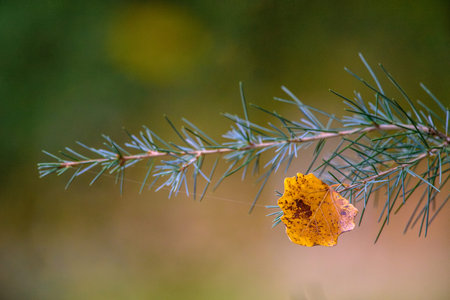 A close-up of a yellow leaf hanging on a green pine branch, with a blurred background