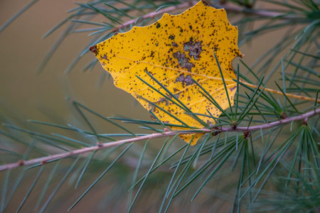A close-up of a yellow leaf hanging on a green pine branch, with a blurred background