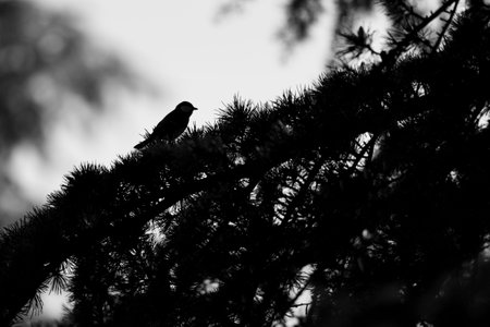 Silhouette of a bird perched on a pine tree branch against a bright sky.の写真素材