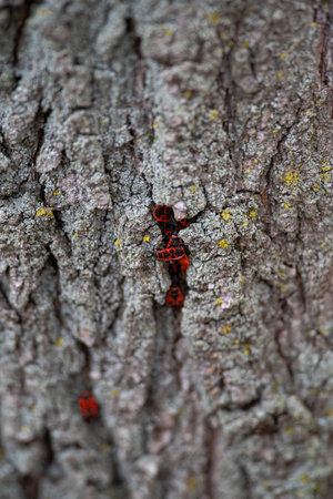 The Firebugs, Pyrrhocoris apterus, insect from the family Pyrrhocoridae, easily recognizable due to its striking red and black coloration, on a tree barkの写真素材