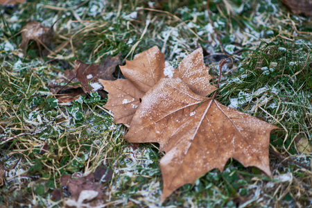 Frost-covered brown maple leaves on grass