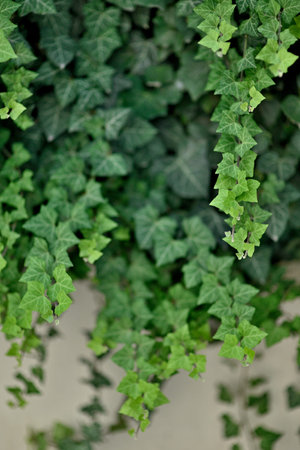 Ivy plant with green leaves growing over a white wallの写真素材