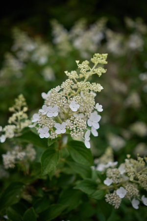 Close-up of white hydrangea flowers with green leaves in soft focus.の写真素材