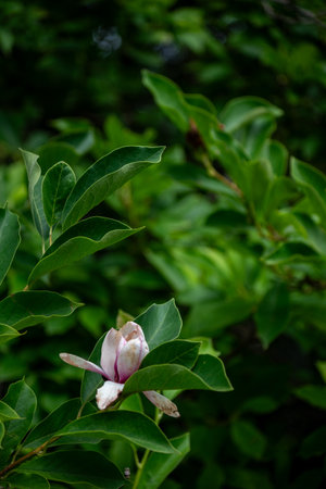 A single magnolia flower bud surrounded by lush green leaves.の写真素材