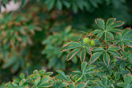 Close-up of green horse chestnut leaves with a spiky seed pod, blurred backgroundの写真素材