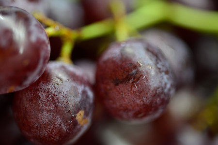 Close-up of fresh red grapes with water droplets, showcasing their texture and colorの写真素材