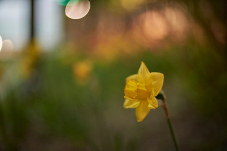 Close-up of yellow daffodil blooming with bokeh lights.の写真素材