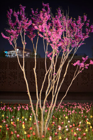 A blooming tree with pink flowers at night, surrounded by colorful tulips.の写真素材