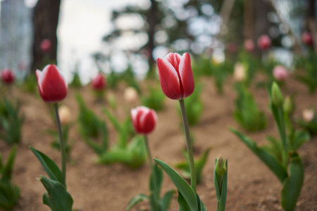 Close-up of pink tulips in a garden with blurred background.の写真素材