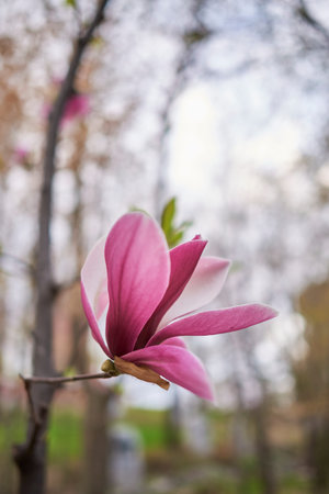Close-up of a pink magnolia flower with blurred background.の写真素材