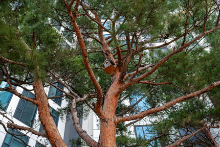 A tree with a birdhouse nestled among its branches, set against a modern building backdropの写真素材